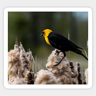 Yellow headed black bird. Sticker